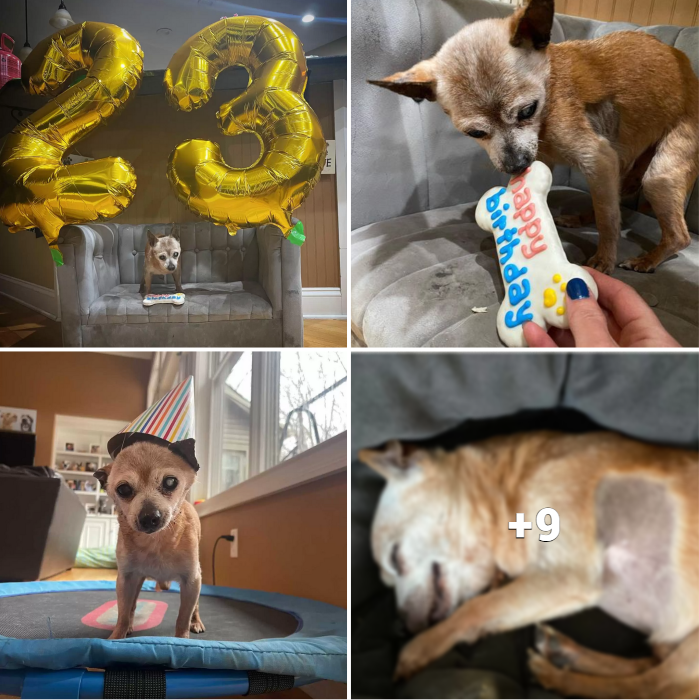 “Oldest Canine Rescued, Bully, to Celebrate Birthday with a Tail-wagging Bash!”