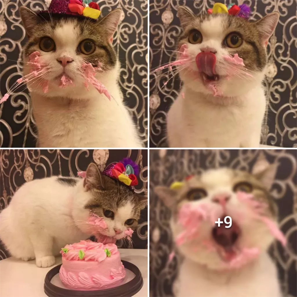 “Caught in the Act: Owner Surprises Cat Devouring Birthday Cake”