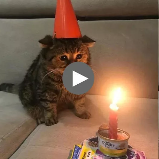 “Feline Festivities: A Comical Meme Illustration for Celebrating Your Cat’s Birthday”